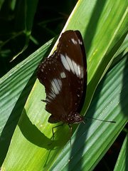 Hypolimnas bolina bolina