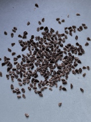 Aconitum noveboracense