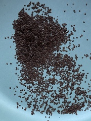 Arabis pycnocarpa adpressipilis