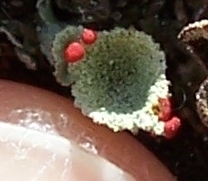 Cladonia pleurota