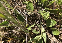 Viola purpurea quercetorum