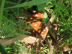 Arctia aulica