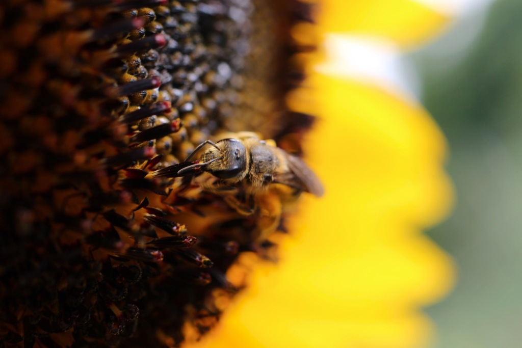Madeiran Furrow Bee