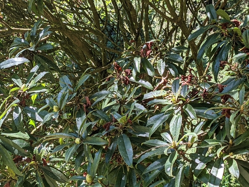 Image of Rhododendron formosanum by (c) Chen Jia Hong, some rights reserved (CC BY)
