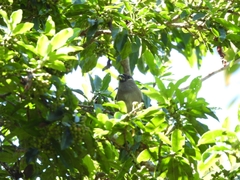 Pyrrhula nipalensis
