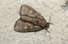 Acronicta strigosa