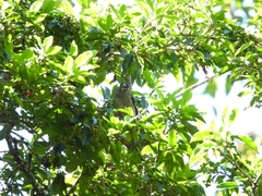Pyrrhula nipalensis