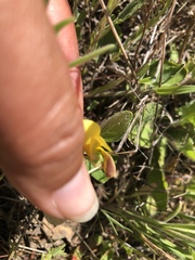 Viola purpurea quercetorum