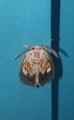 Arrhenophanes perspicilla