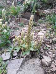 Orostachys maximowiczii