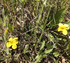 Viola purpurea quercetorum