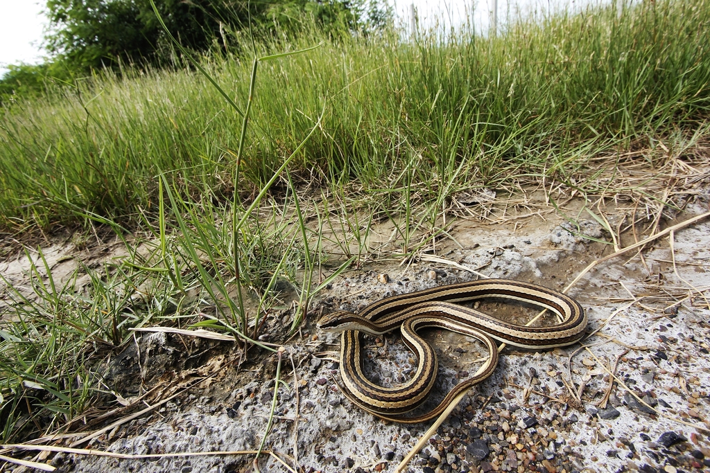 Indo-Chinese Sand Snake