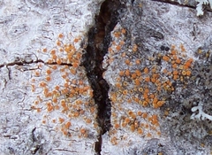 Caloplaca cerina