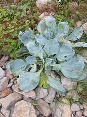 Mertensia simplicissima