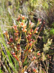 Stylapterus micranthus