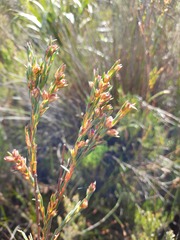 Stylapterus micranthus