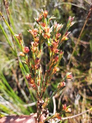 Stylapterus micranthus