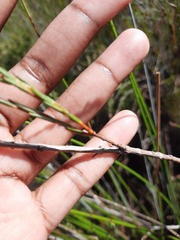 Stylapterus micranthus