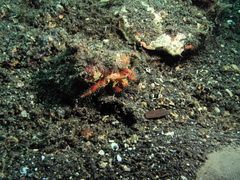 Dardanus sanguinolentus