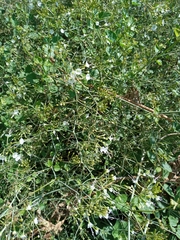 Commicarpus plumbagineus