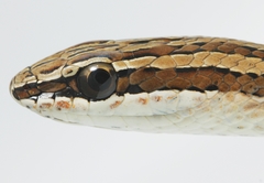 Indo-Chinese Sand Snake photo 2