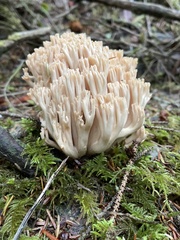 Ramaria acrisiccescens