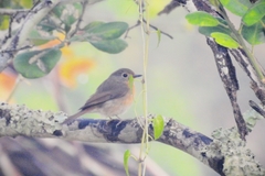 Cyornis whitei