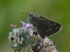 Hesperia attalus slossonae