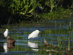 Egretta thula