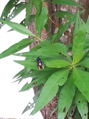 Polistes sagittarius