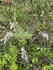 Melinis repens image