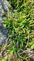 Cephalophyllum parviflorum, photograph (c) Jacques van der Merwe, some rights reserved (CC BY-SA)