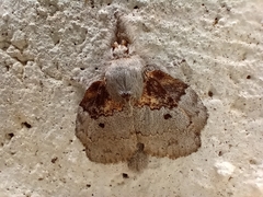 Euglyphis praedicabilis