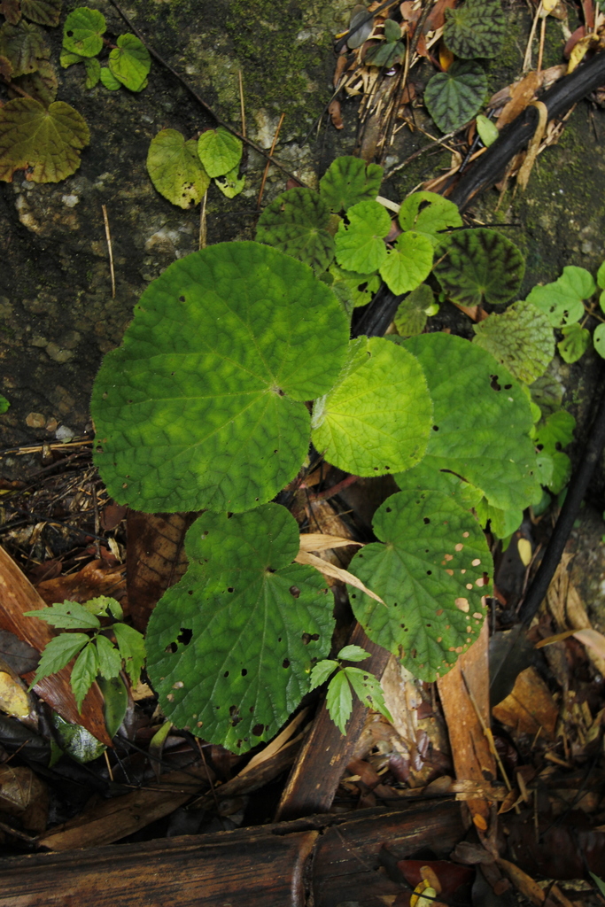 Begonia murina