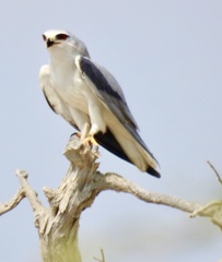 Elanus