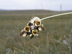 Bombus sibiricus