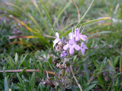 Thymus gobicus