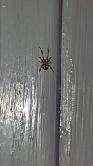 Steatoda grossa