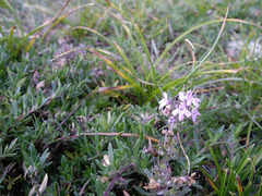 Thymus gobicus