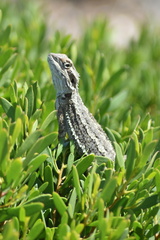 Pogona minor