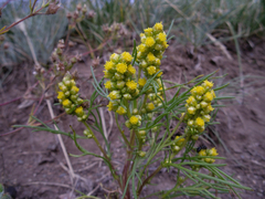 Artemisia palustris