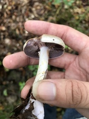 Cortinarius