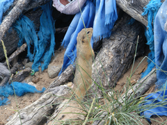 Urocitellus undulatus