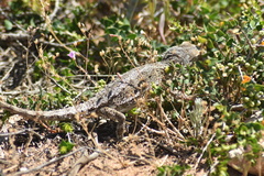 Pogona minor