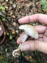 Cortinarius