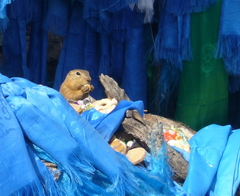 Urocitellus undulatus