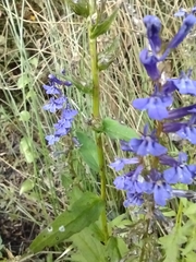 Lobelia elongata
