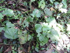 Plantago palmata