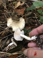 Basidiomycota