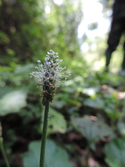 Plantago palmata